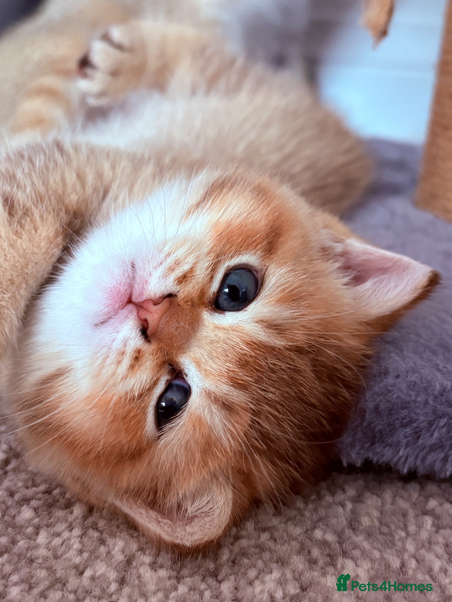 British Shorthair cats 🌟 Exceptional GCCF Register BSH Golden Kittens 🌟 - Advert 2