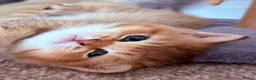 British Shorthair cats for sale: GCCF Registered Golden BSH Kittens | ny12 & by12 - Advert 27