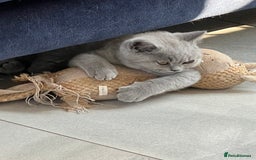 British Shorthair cats for sale: READY COLLECTION THIS WEEKEND! Bsh babies  - Image 17