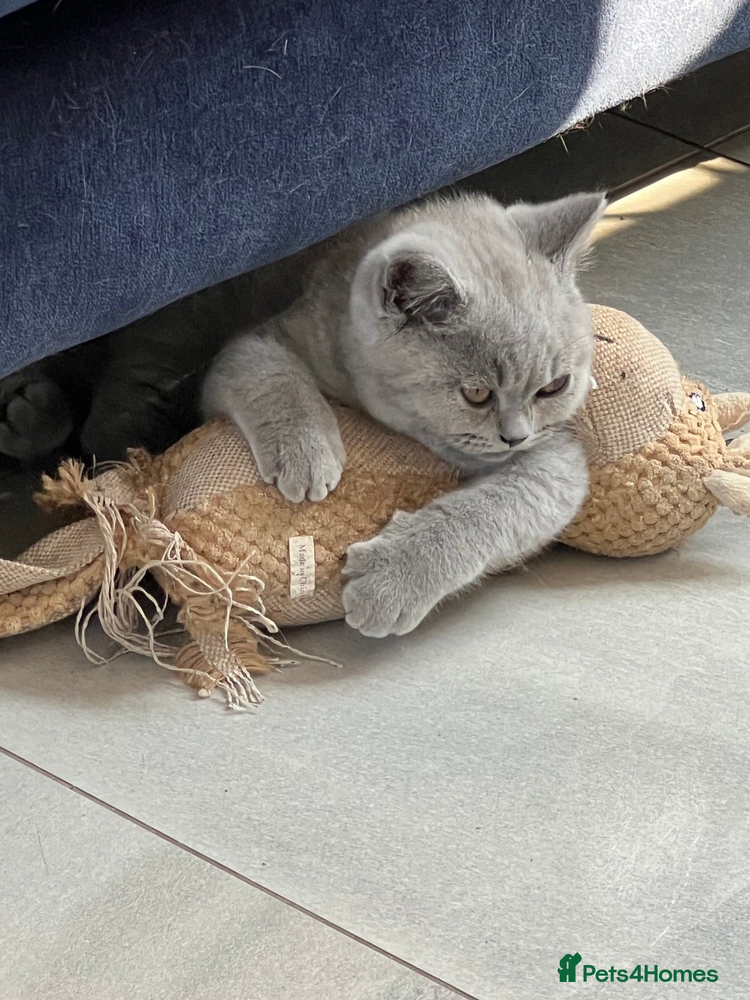 British Shorthair cats for sale: READY COLLECTION THIS WEEKEND! Bsh babies  - Image 17