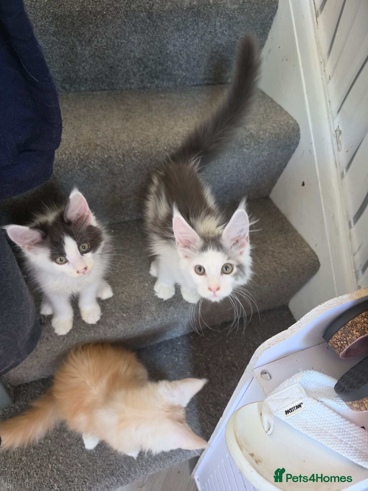 Maine Coon cats TICA REGISTERED STUNNING KITTENS  - Advert 5