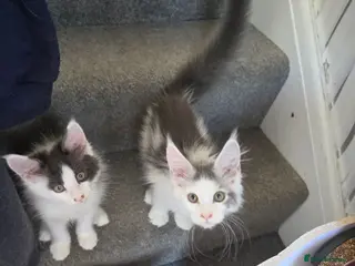 Maine Coon cats TICA REGISTERED STUNNING KITTENS - Advert 5
