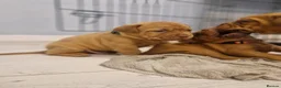 Dogue De Bordeaux dogs for sale: Absolutely beautiful dogue de bordeaux puppies  - Advert 10