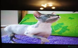 Sphynx cats for stud: Beautiful blue mink sphynx TICA REGISTERED  in Horncastle - Image 1