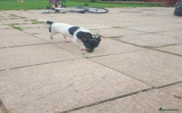 Jack Russell dogs for sale: ONE LAST GIRL READY NOW !!! Tiny Jack Russell - Image 11
