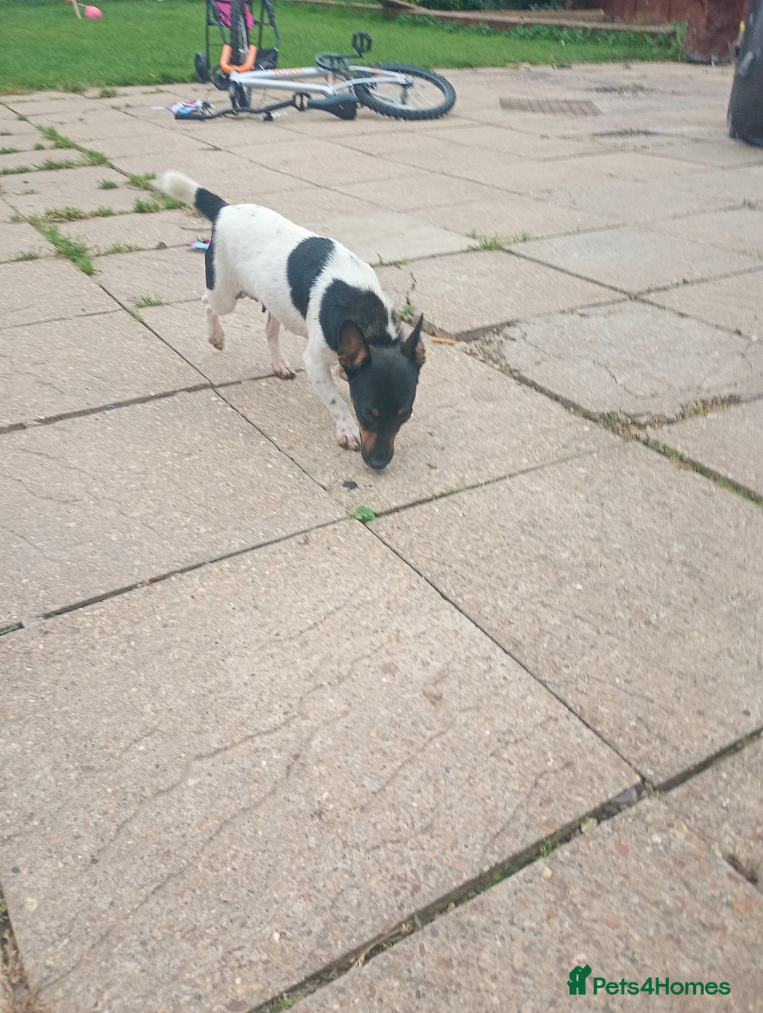 Jack Russell dogs for sale: ONE LAST GIRL READY NOW !!! Tiny Jack Russell - Image 11