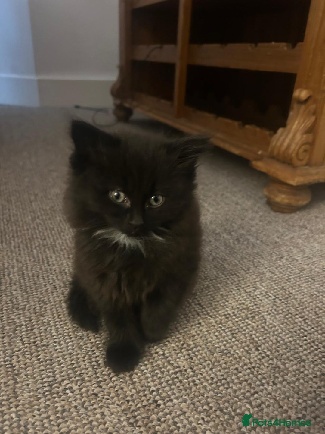 British Shorthair cats for sale: Beautiful kittens for sale - Advert 4