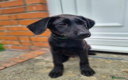 Labrador Retriever dogs for sale: Lovable, Quality KC black labradors  - Image 3