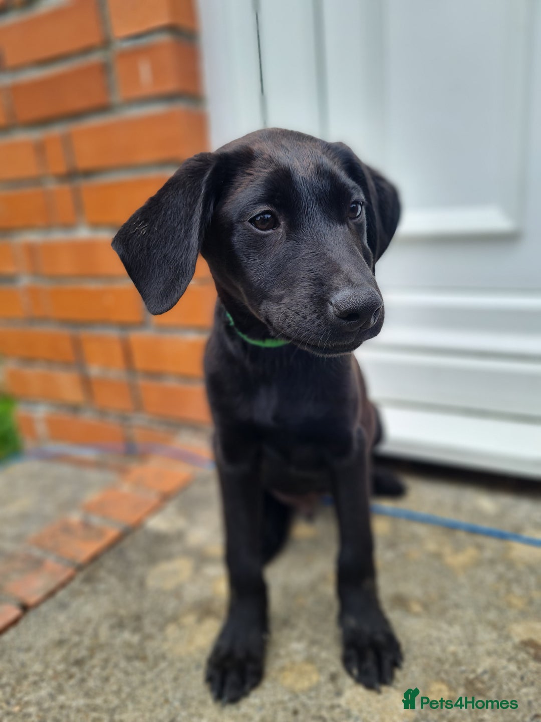 Labrador Retriever dogs for sale: Lovable, Quality KC black labradors  - Image 3