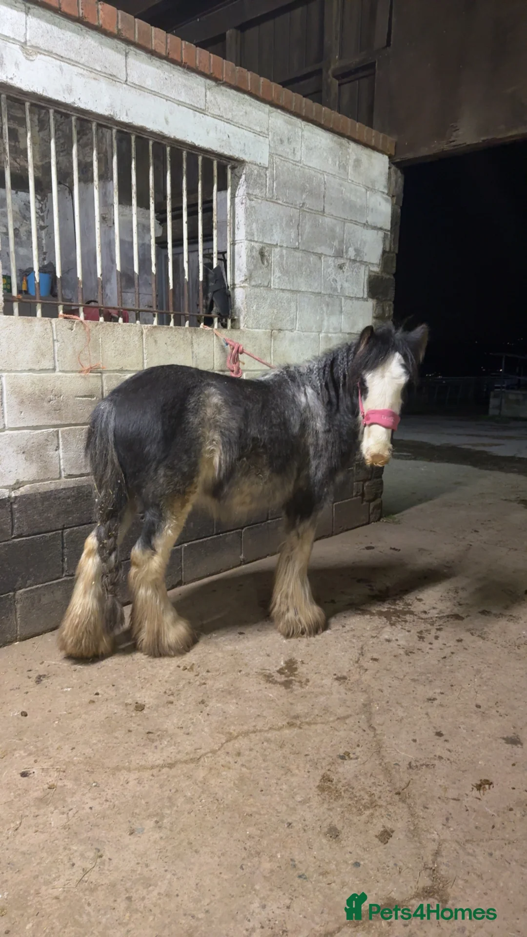 Irish Cob horses for sale: 12hh 2 year old gelding to make 12.2/3hh  - Advert 2