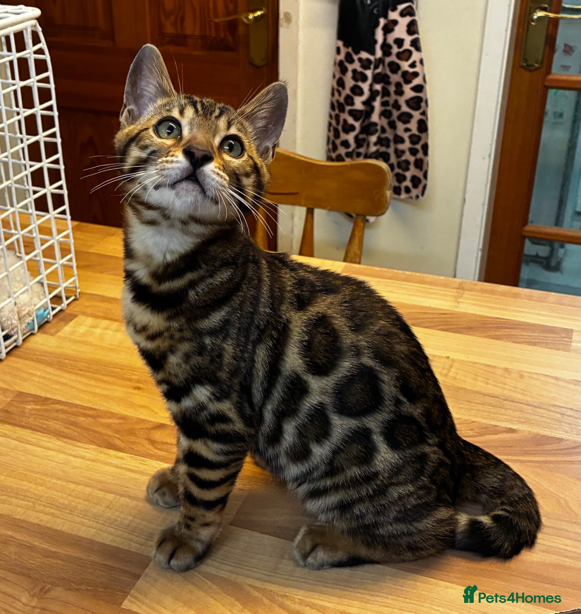 Bengal cats GCCF Registered Bengal - Advert 1