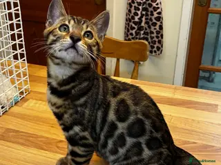 Bengal cats GCCF Registered Bengal - Advert 1