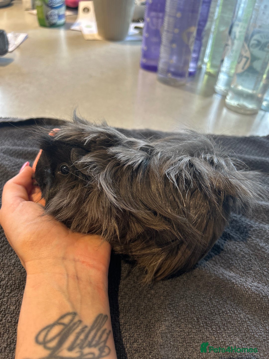 Guinea Pig rodents for sale: Sow guineapigs for sale  - Image 1
