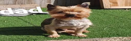 Yorkshire Terrier dogs for sale: Yorkshire terrier puppies 1  boy 12 weeks old  - Advert 17
