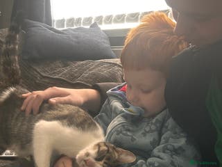 British Shorthair cats Two beautiful sisters cats - Advert 13