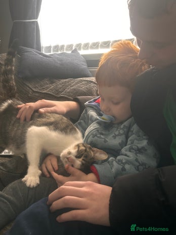 British Shorthair cats Two beautiful sisters cats - Advert 11