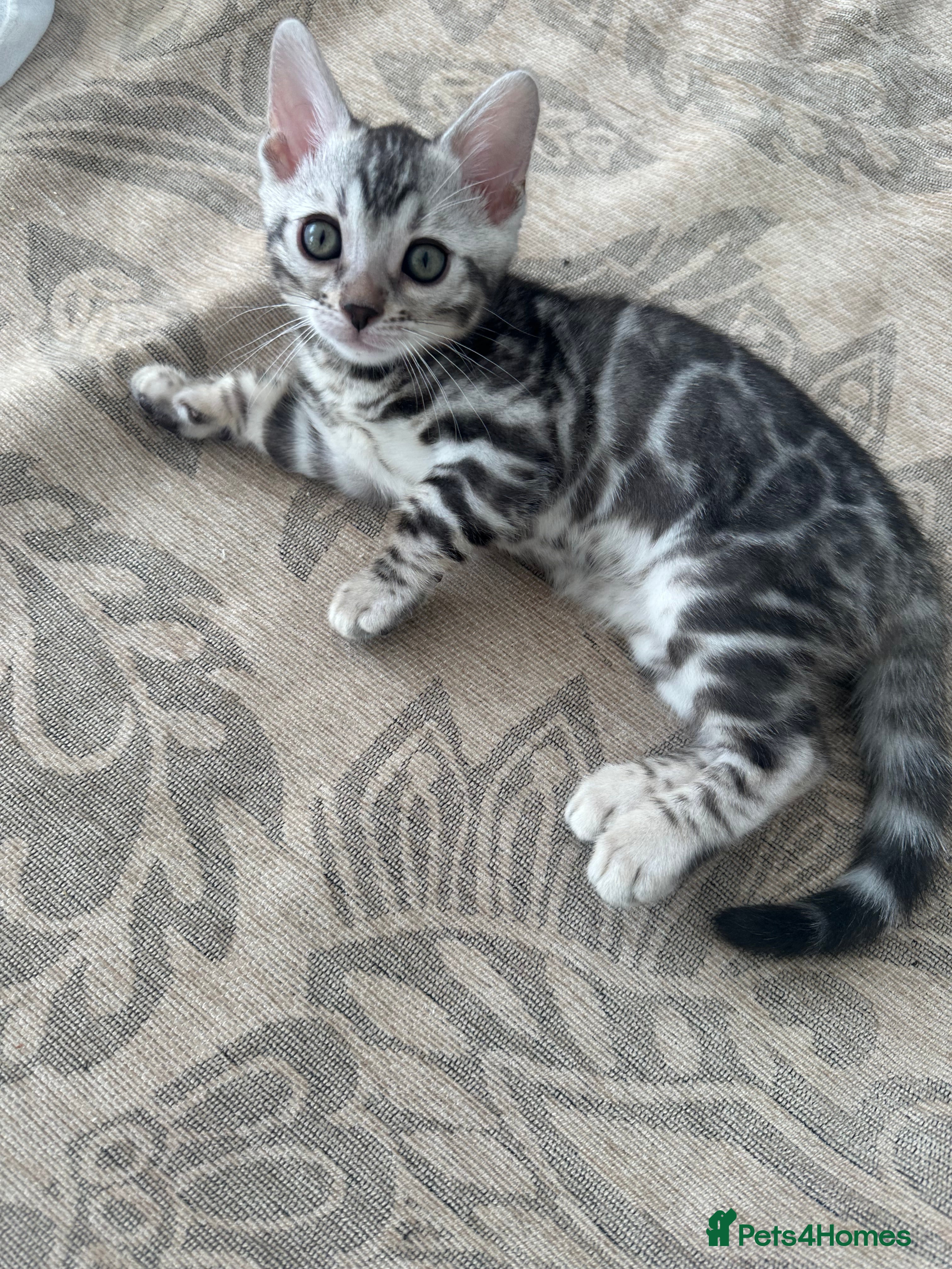 Bengal cats for sale: Bengal kittens for sale in Saffron Walden - Advert 16