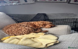 Cockapoo dogs for stud: 1 year old cockapoo for stud - Image 10