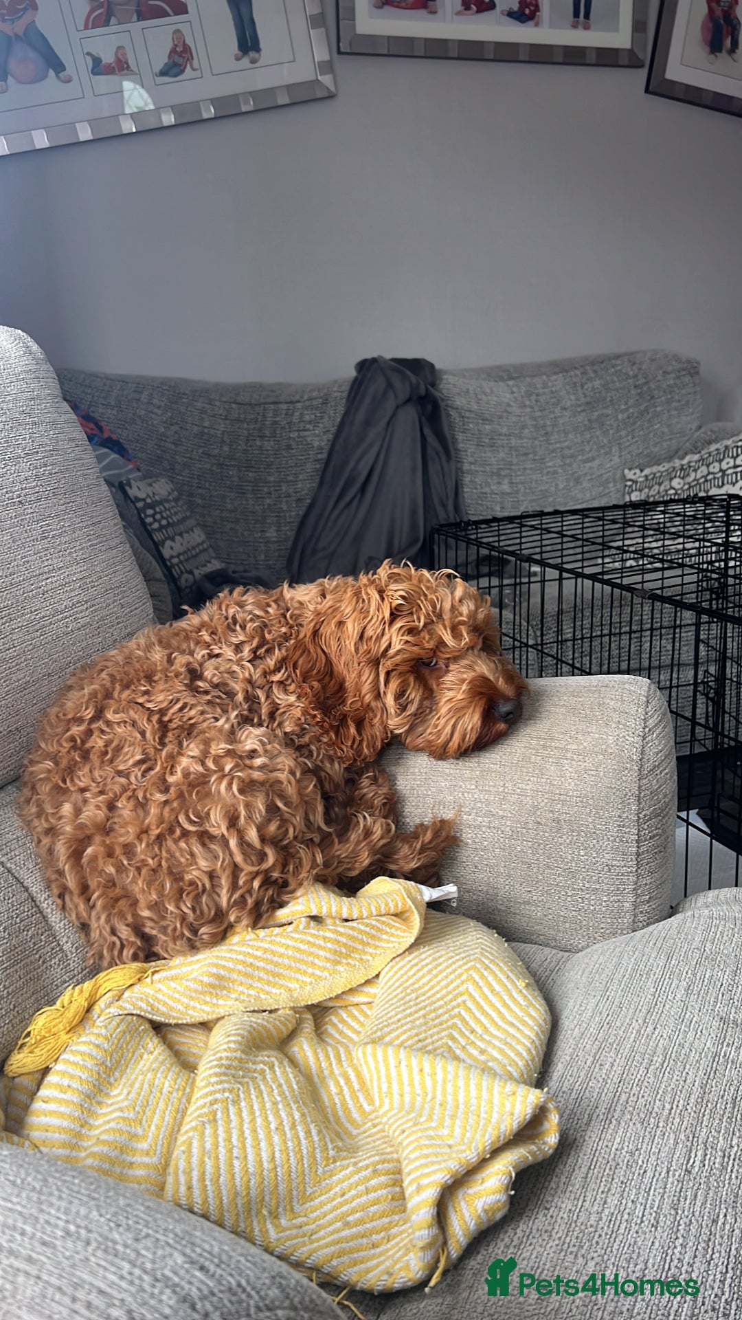 Cockapoo dogs for stud: 1 year old cockapoo for stud - Image 10