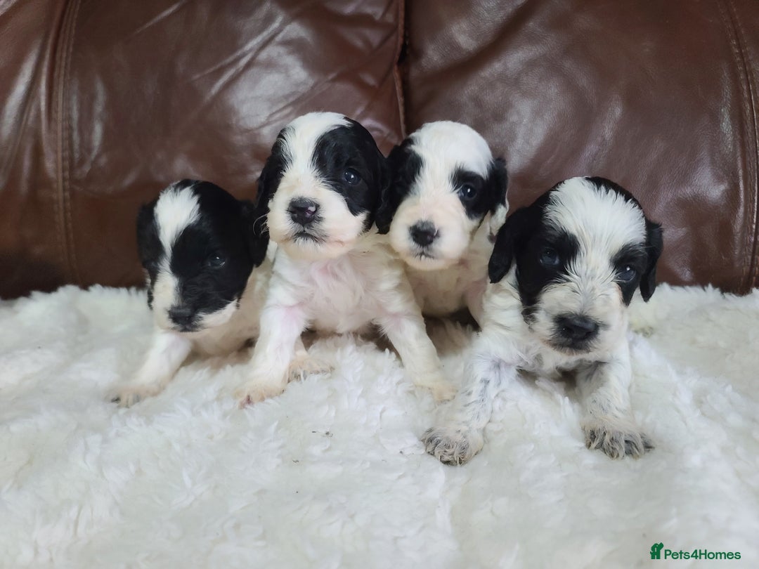 Cockapoo dogs for sale: F1 Cockapoos, Parti Roan. DNA HEALTH TESTED - Image 7