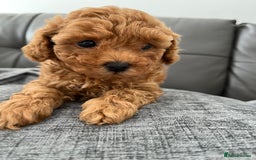 Poochon dogs for sale: 1 female red Poochon puppy  - Image 3