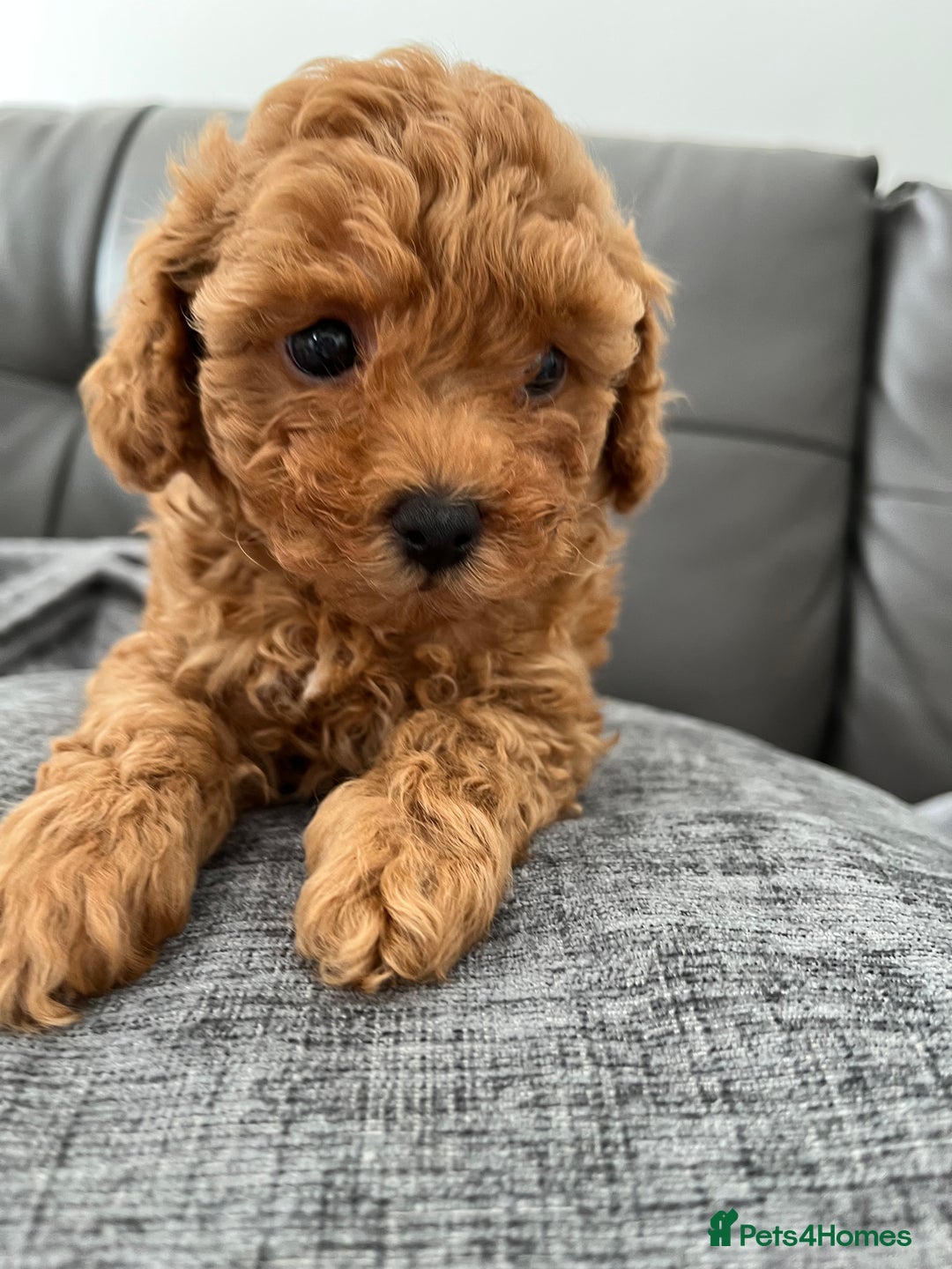 Poochon dogs for sale: 1 female red Poochon puppy  - Image 3