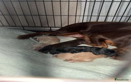 Cocker Spaniel dogs for sale: Beautiful cocker spaniels  - Image 11