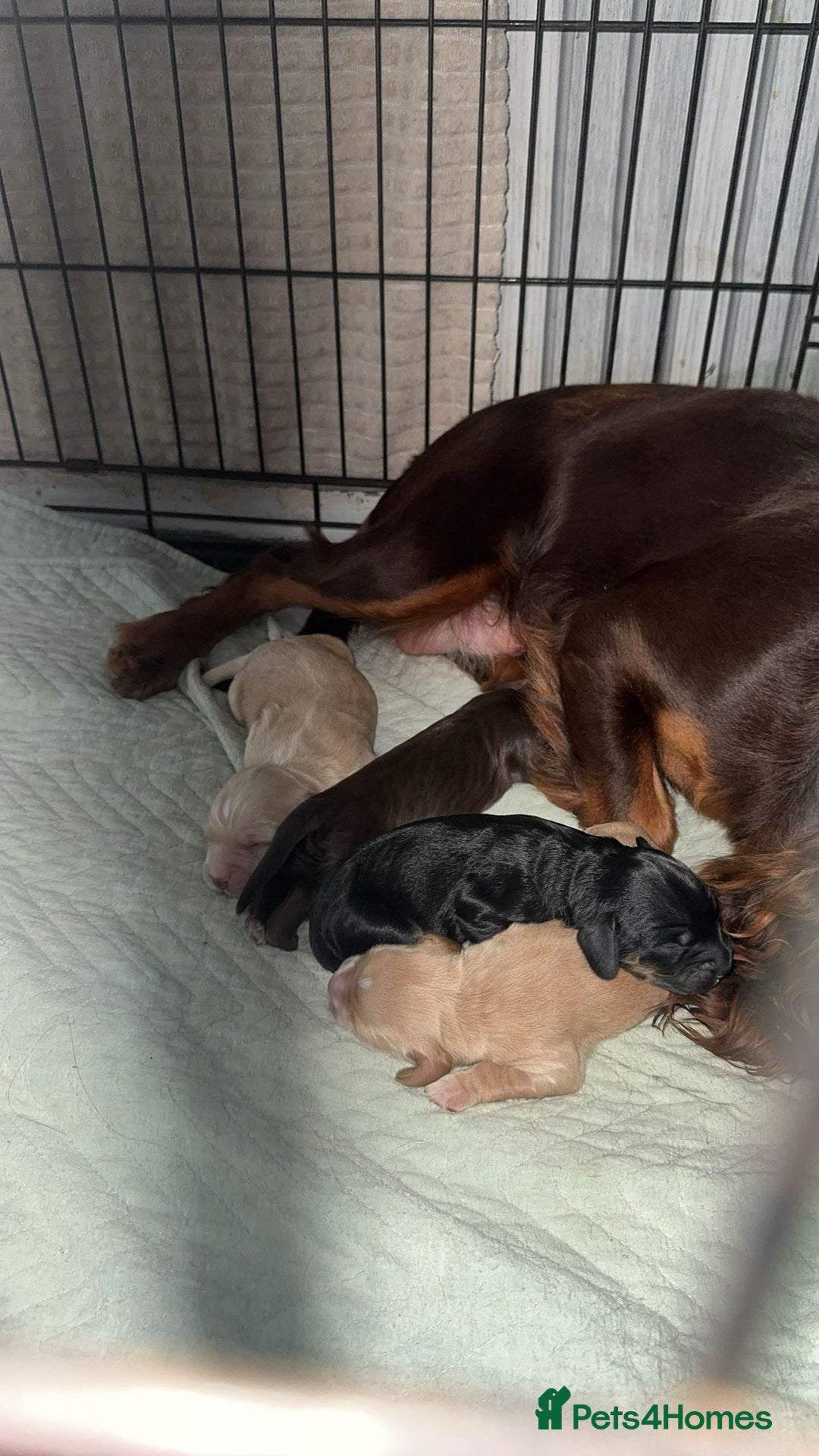 Cocker Spaniel dogs for sale: Beautiful cocker spaniels  - Image 11