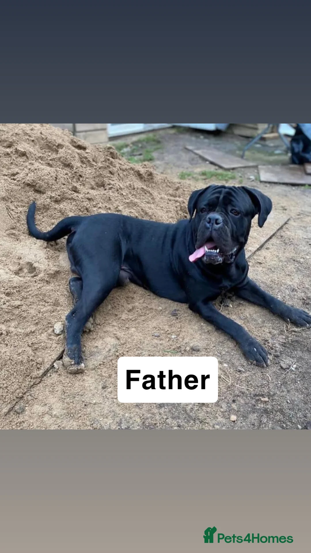 Cane Corso dogs for sale: Pure breed Cane Corso pups - Advert 7