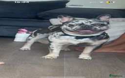 French Bulldog dogs for sale: 1 year old frenchie for sale  - Image 1