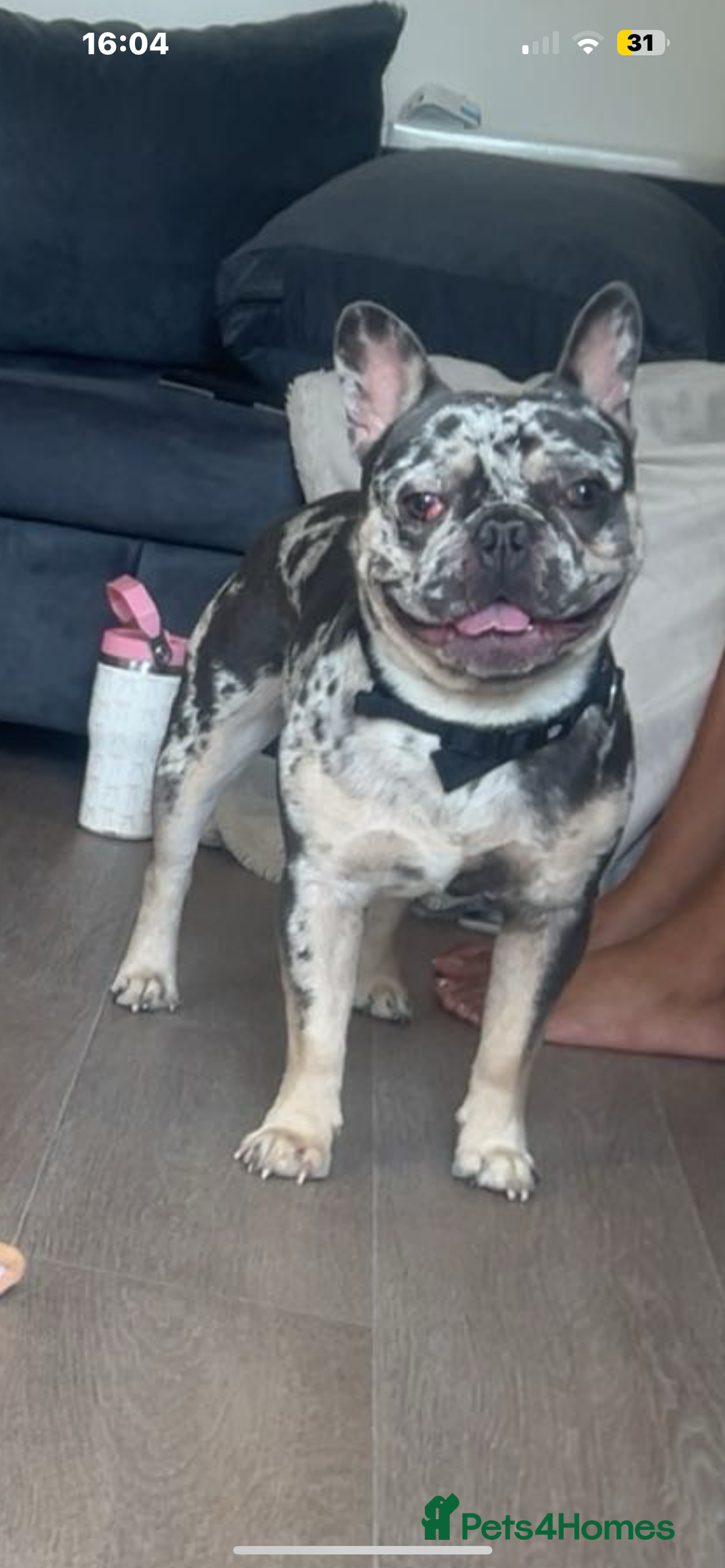 French Bulldog dogs for sale: 1 year old frenchie for sale  - Image 1