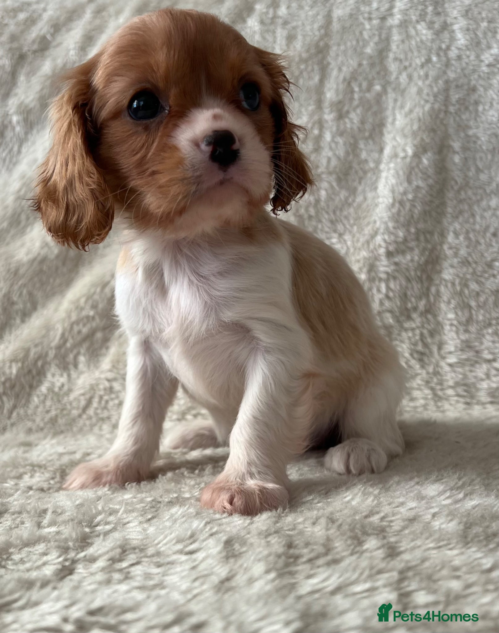 Cavalier King Charles Spaniel dogs Stunning Cavalier King Charles puppies  - Advert 2