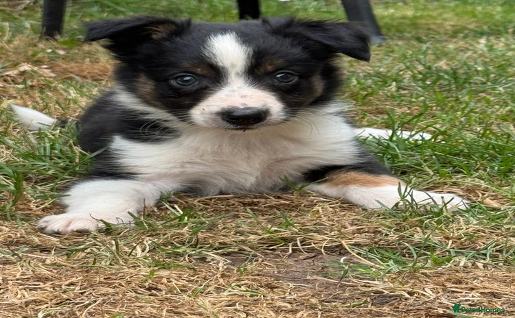 Border Collie dogs - Advert 4