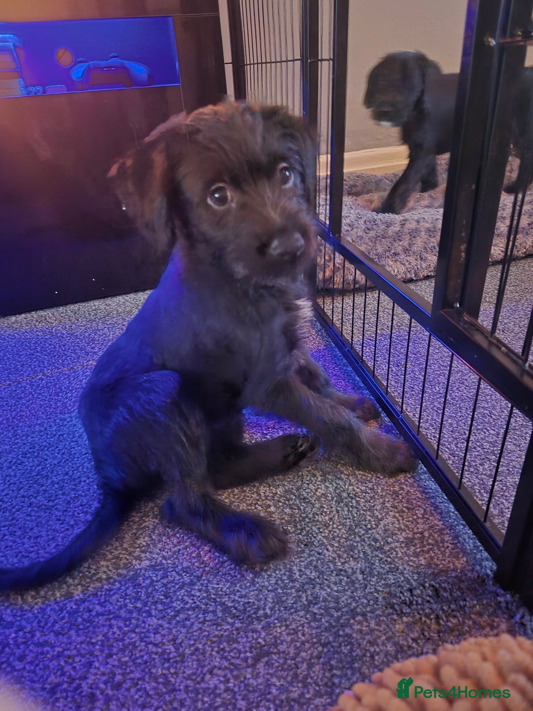 Mixed Breed dogs for sale: Labradoodle lurcher - Advert 5