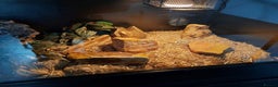 Snake reptiles for sale: Female egg laying Hognose snake  - Advert 3