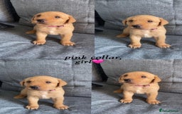 Labrador Retriever dogs for sale: Labrador Retriever Fox Red KC Registered  - Image 6