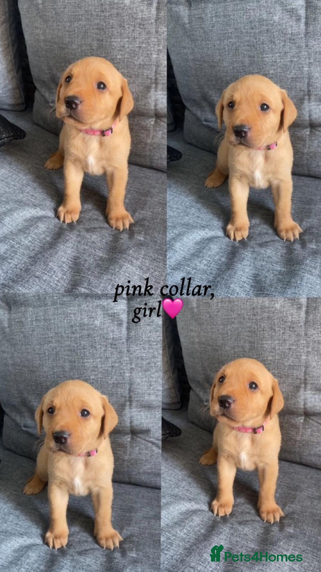 Labrador Retriever dogs for sale: Labrador Retriever Fox Red KC Registered  - Image 6