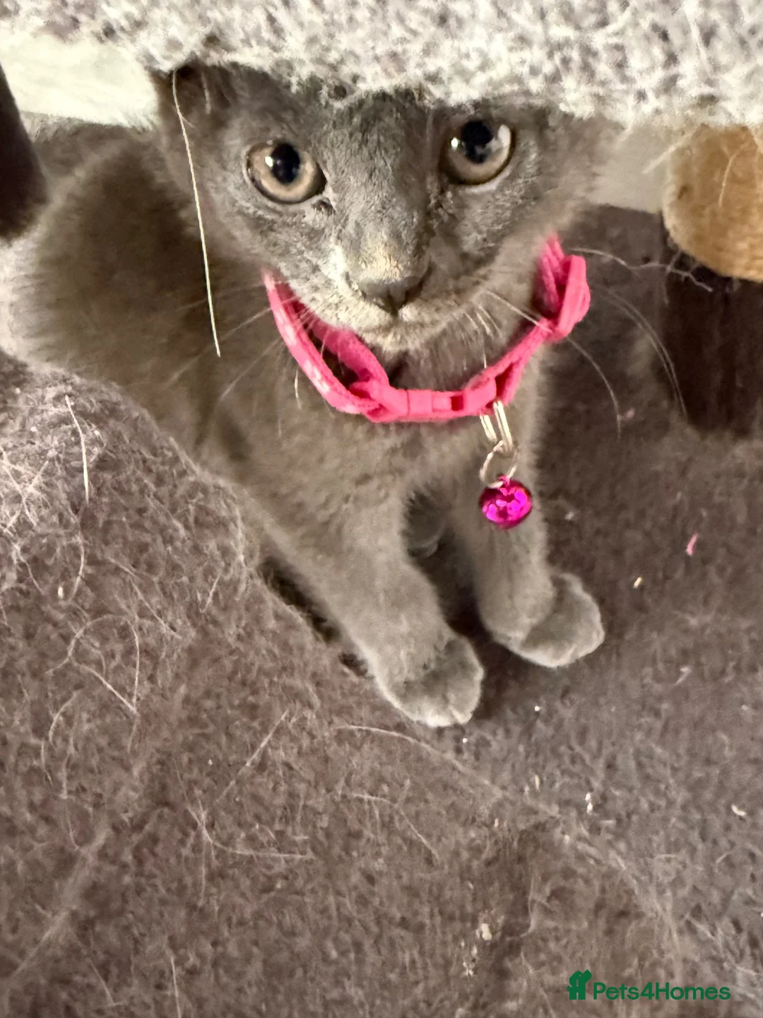 British Shorthair cats for sale: Beautiful BSH  - Advert 2