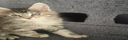 Maine Coon cats for sale:  🐾❤️ BEAUTIFUL MAINE COON KITTENS  ❤️🐾 - Advert 3