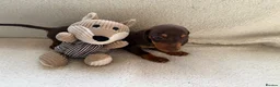 Mixed Breed dogs for sale: Dachshund  in Thornton Heath - Advert 2