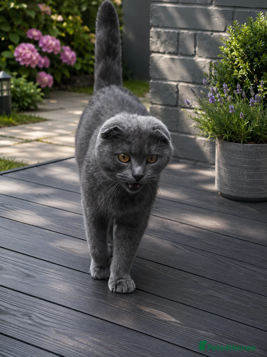 Scottish Fold cats for sale: Gorgeous Scottish fold blue girl  - Advert 2