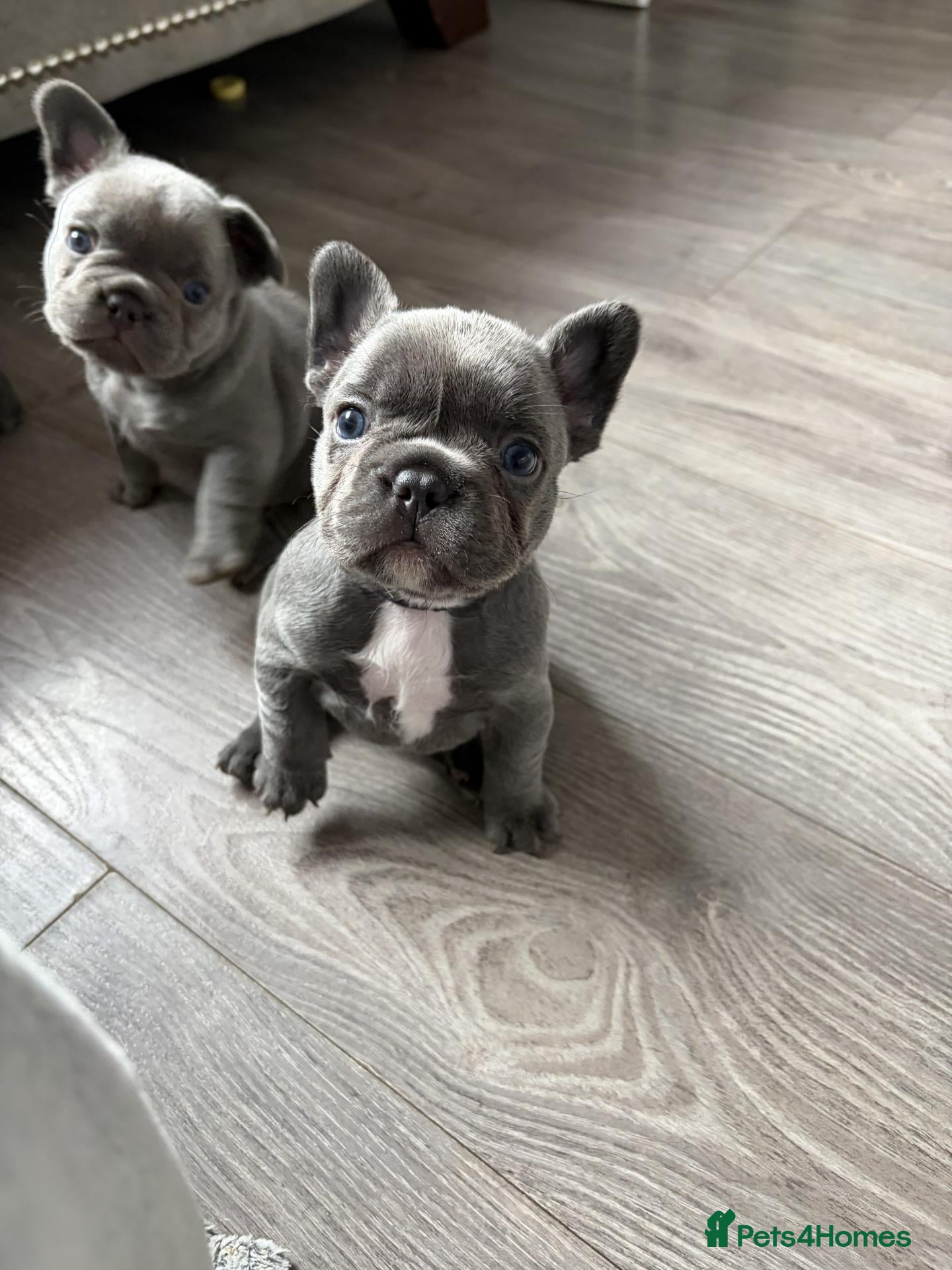 French Bulldog dogs Solid blue fluffy frenchie pups - Advert 1