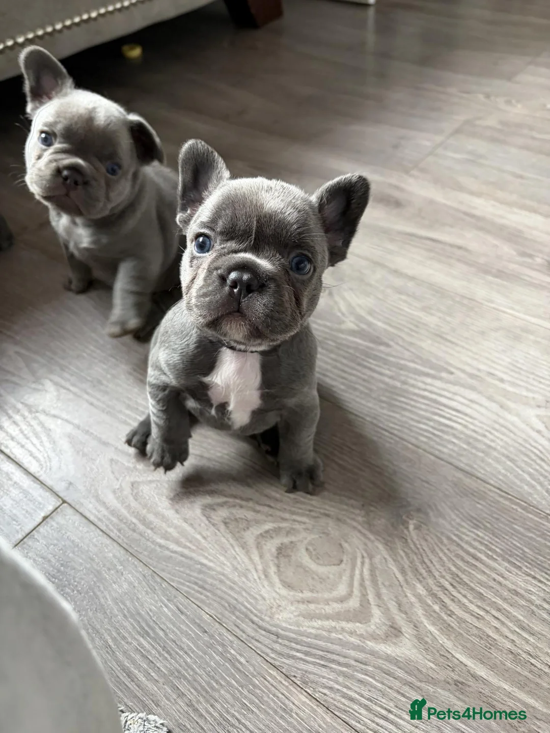 French Bulldog dogs for sale: Solid blue fluffy frenchie pups in London - Advert 1
