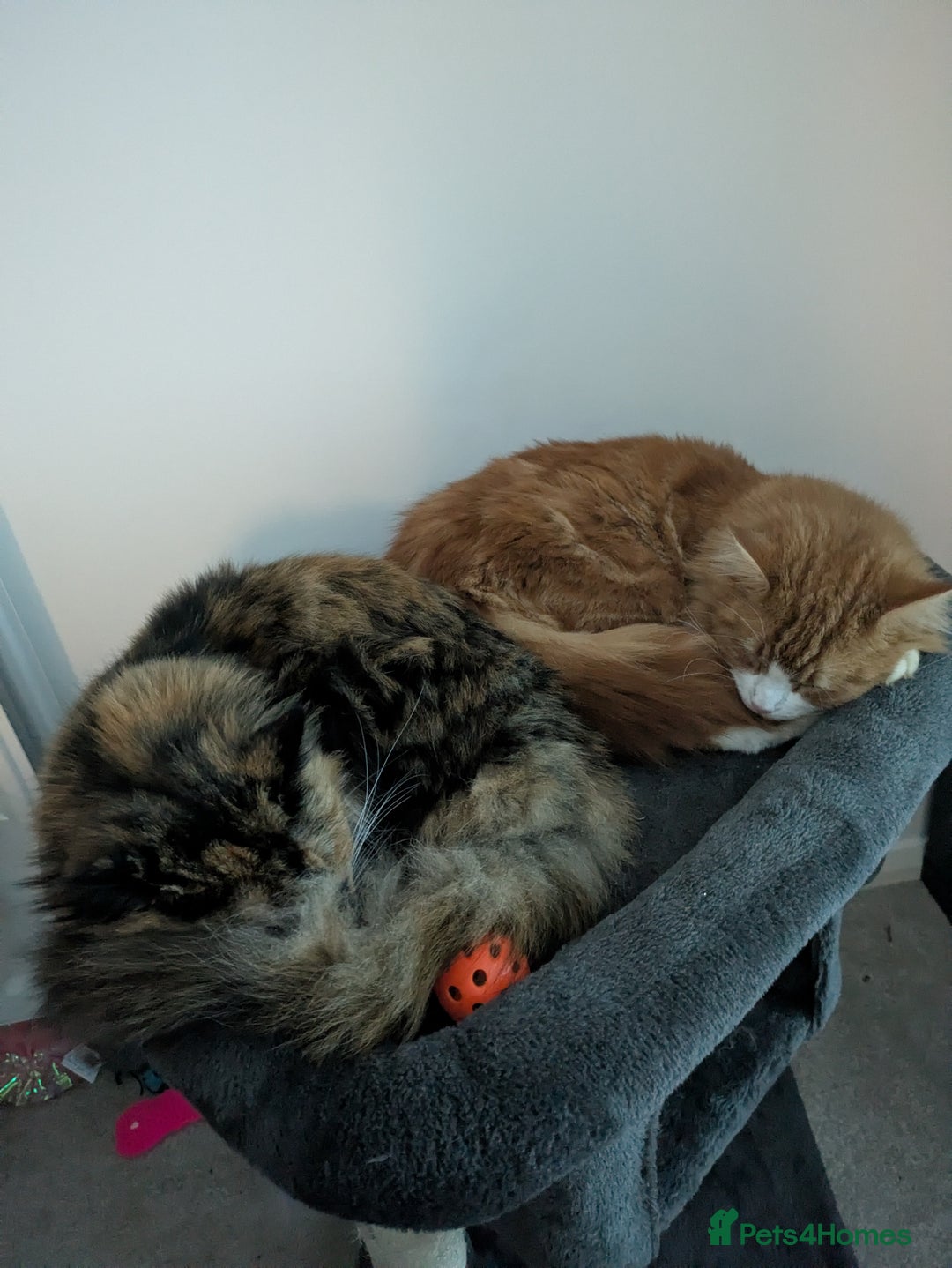 Mixed Breed cats for sale: Kittens 2 litters - Image 2