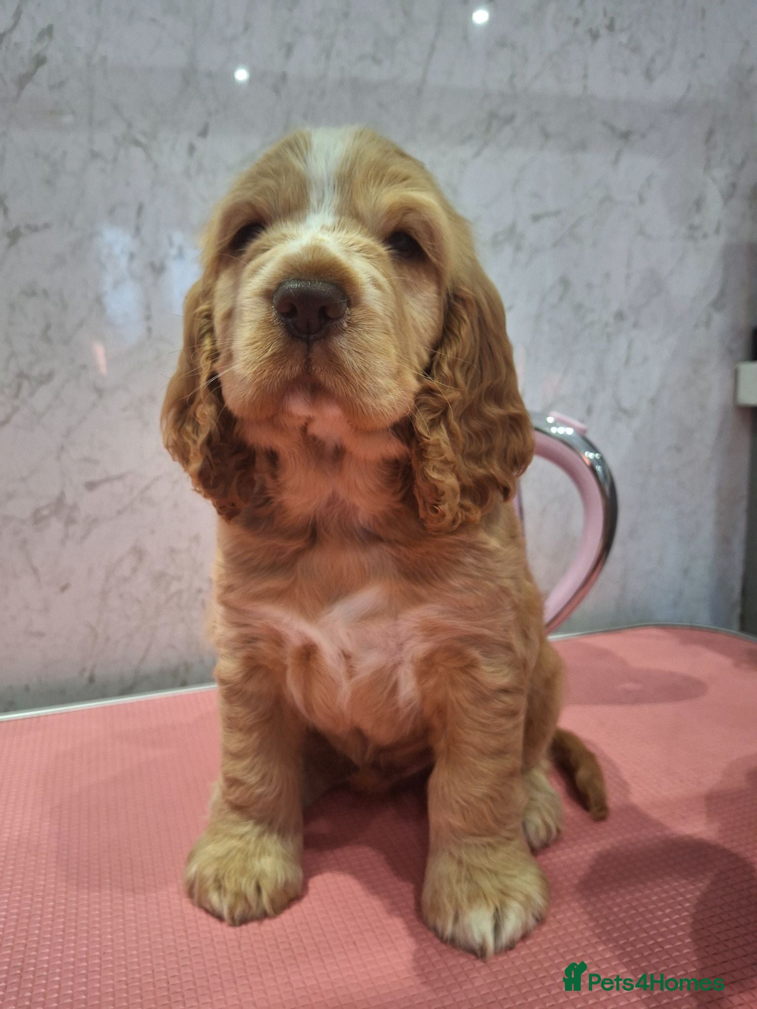 Cocker Spaniel dogs for sale: KC REG SHOW COCKER SPANIELS - Advert 2