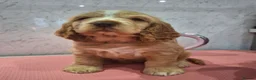 Cocker Spaniel dogs for sale: KC REG SHOW COCKER SPANIELS - Advert 1