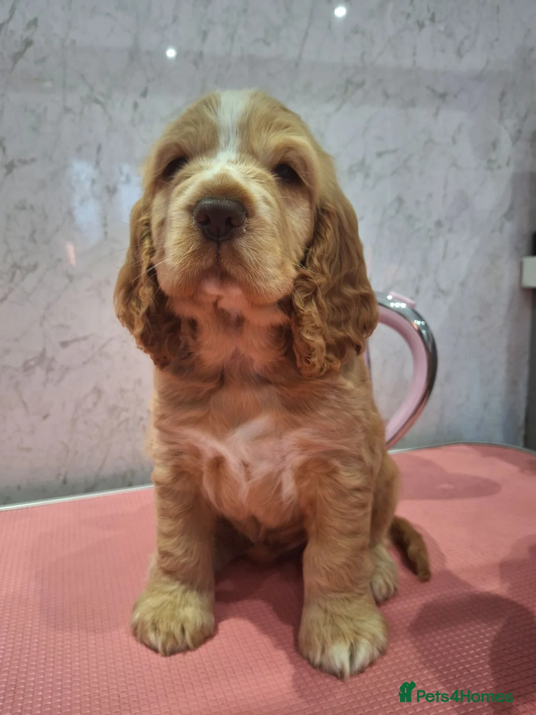 Cocker Spaniel dogs for sale: KC REG SHOW COCKER SPANIELS - Advert 1