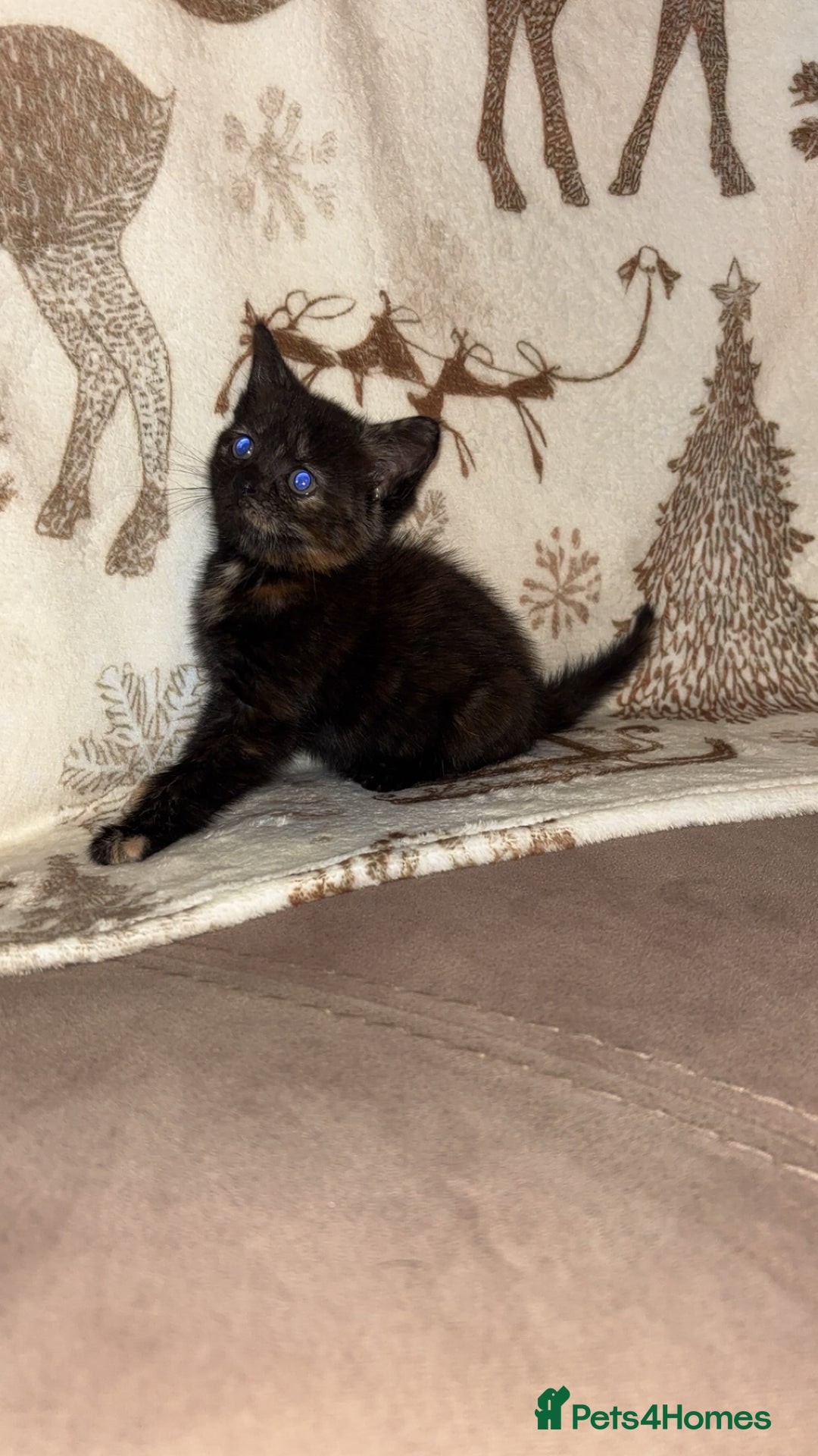 Mixed Breed cats for sale: Calico cross tabby  - Image 14