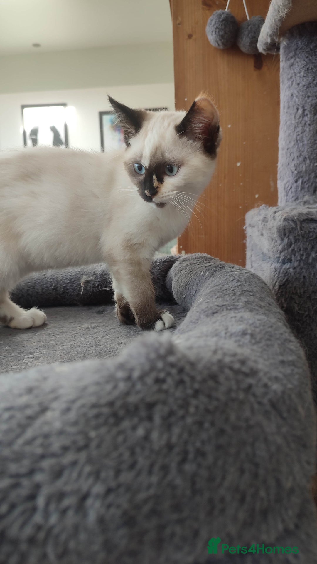 British Shorthair cats for sale: Adorable kittens  in Great Missenden - Image 9