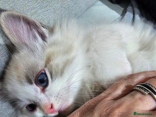 Ragdoll cats Soo cudly and playfull, two litters! - Advert 6